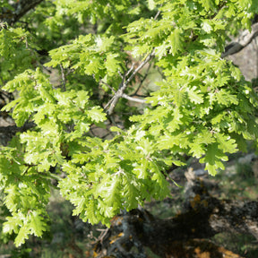 Verkauf Flaumeiche - Quercus pubescens