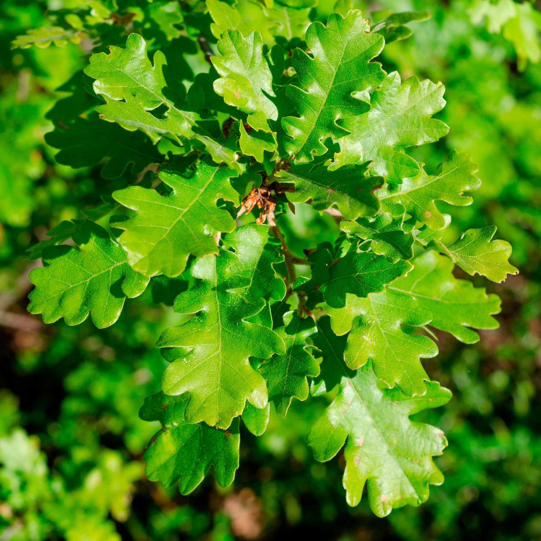Quercus pubescens - Flaumeiche - Eiche