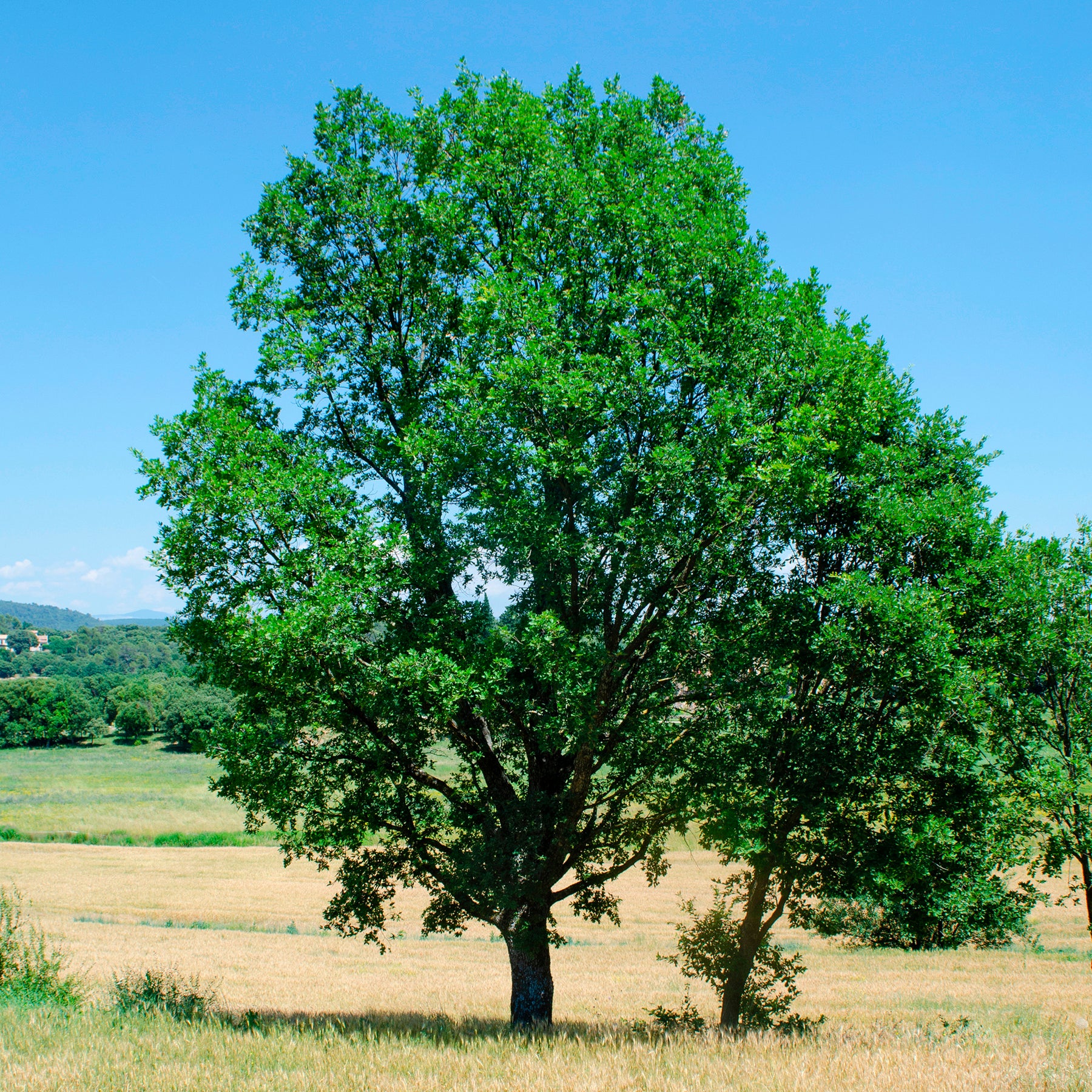 Flaumeiche