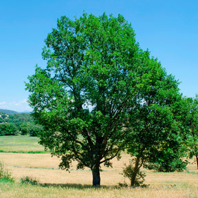 Flaumeiche