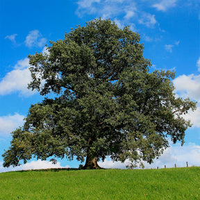 Quercus robur - Stieleiche - Eiche