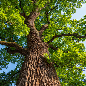 Verkauf Stieleiche - Quercus robur