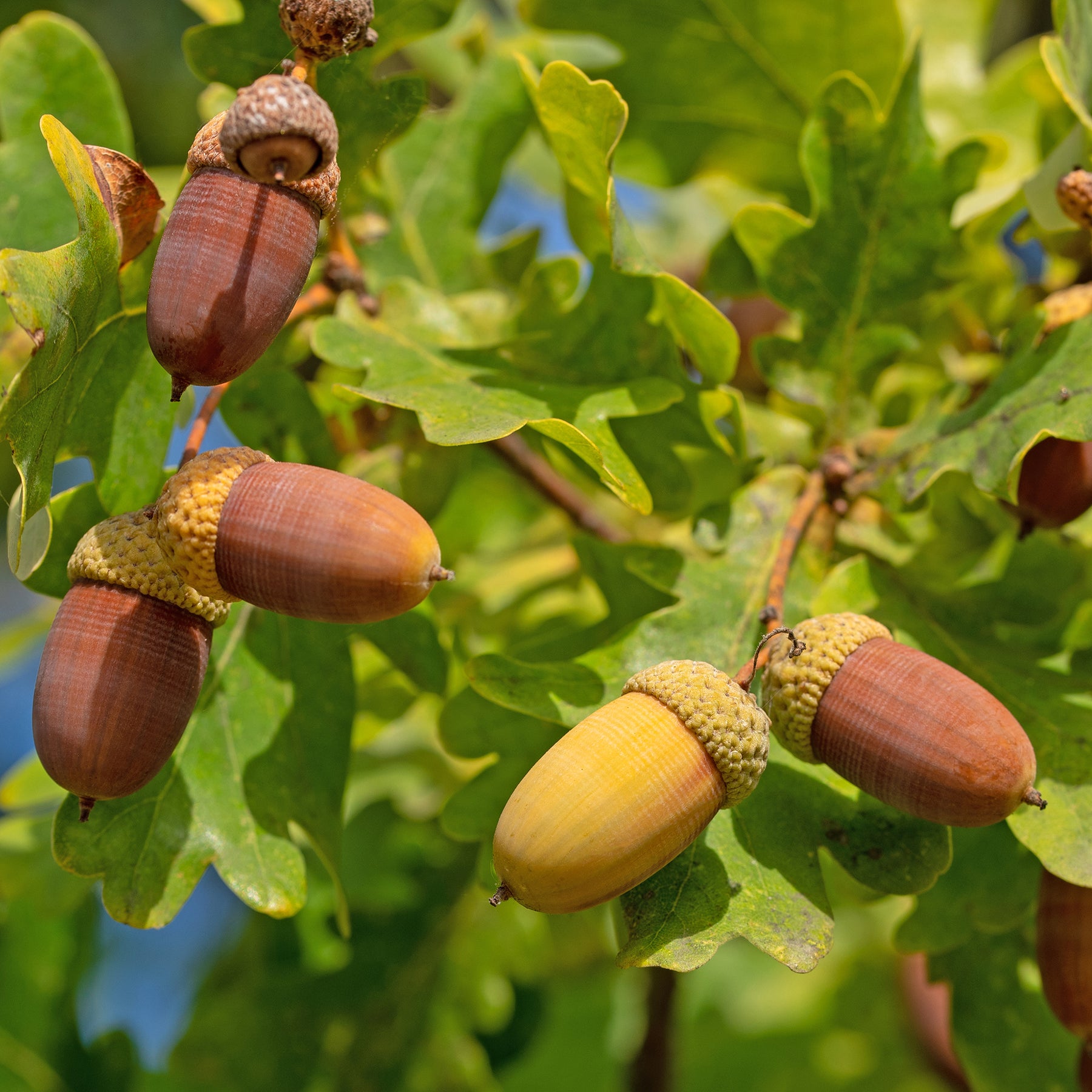 Eiche - Stieleiche - Quercus robur