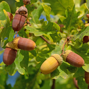 Eiche - Stieleiche - Quercus robur
