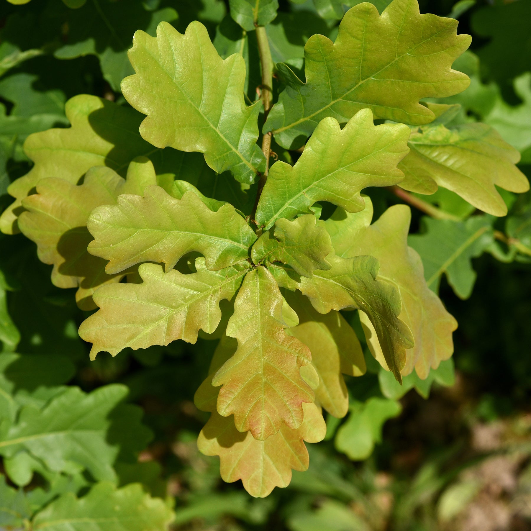 Stieleiche - Quercus robur - Willemse
