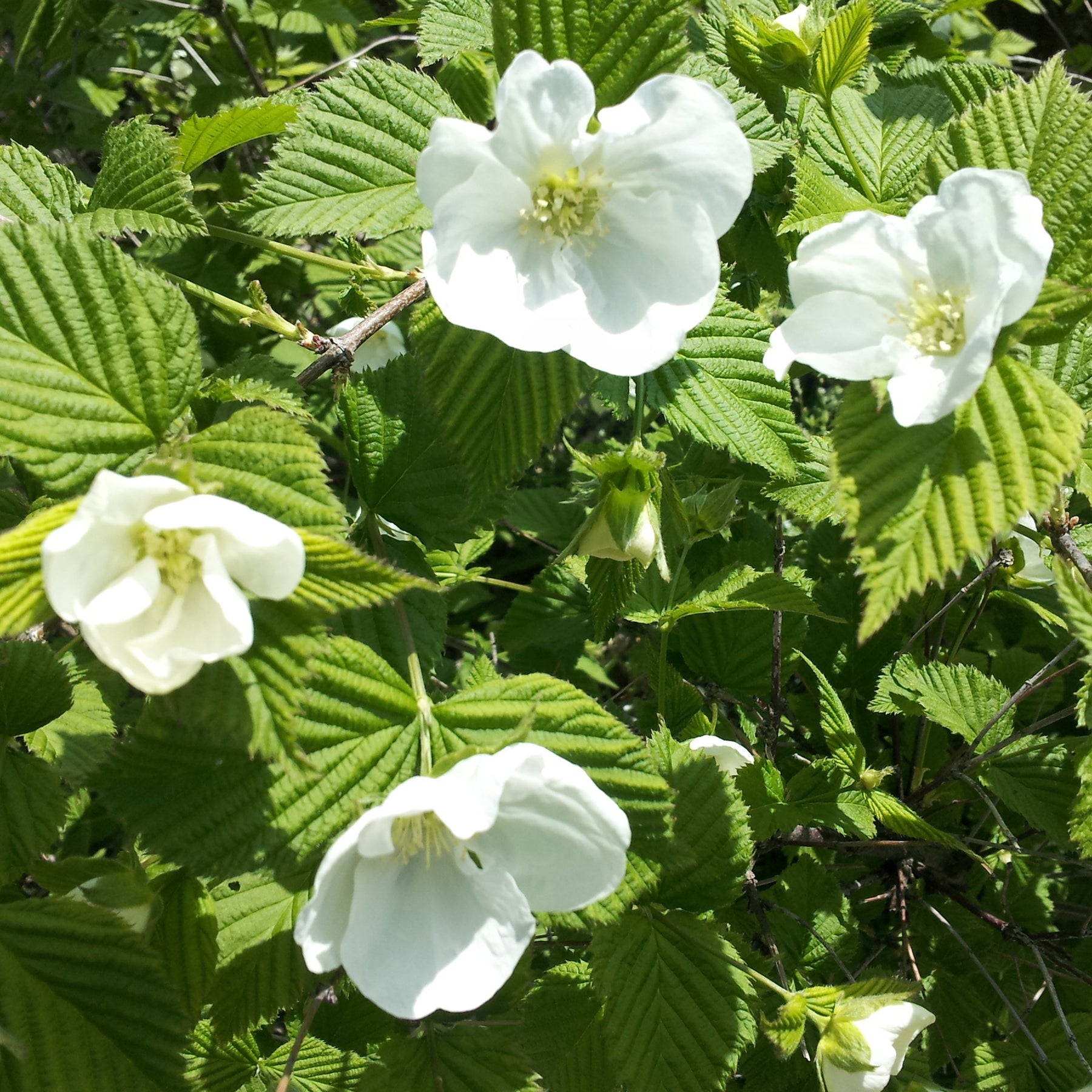 Verkauf Scheinkerrie - Rhodotypos scandens