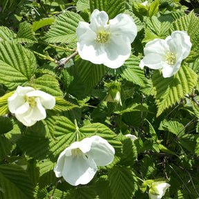 Verkauf Scheinkerrie - Rhodotypos scandens