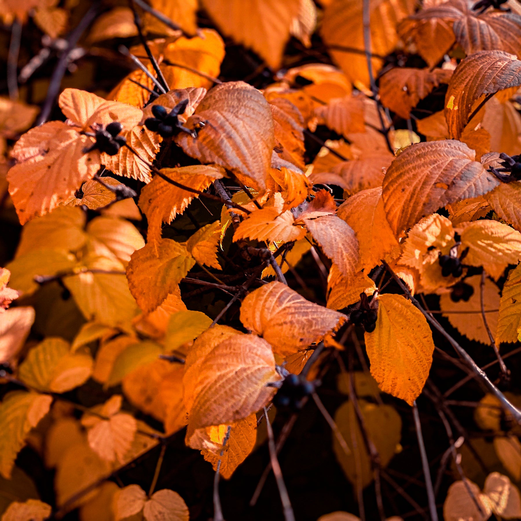 Rhodotypos scandens - Scheinkerrie - Blühende Sträucher