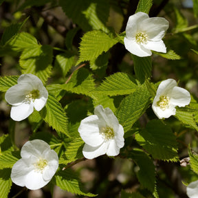 Blühende Sträucher - Scheinkerrie - Rhodotypos scandens