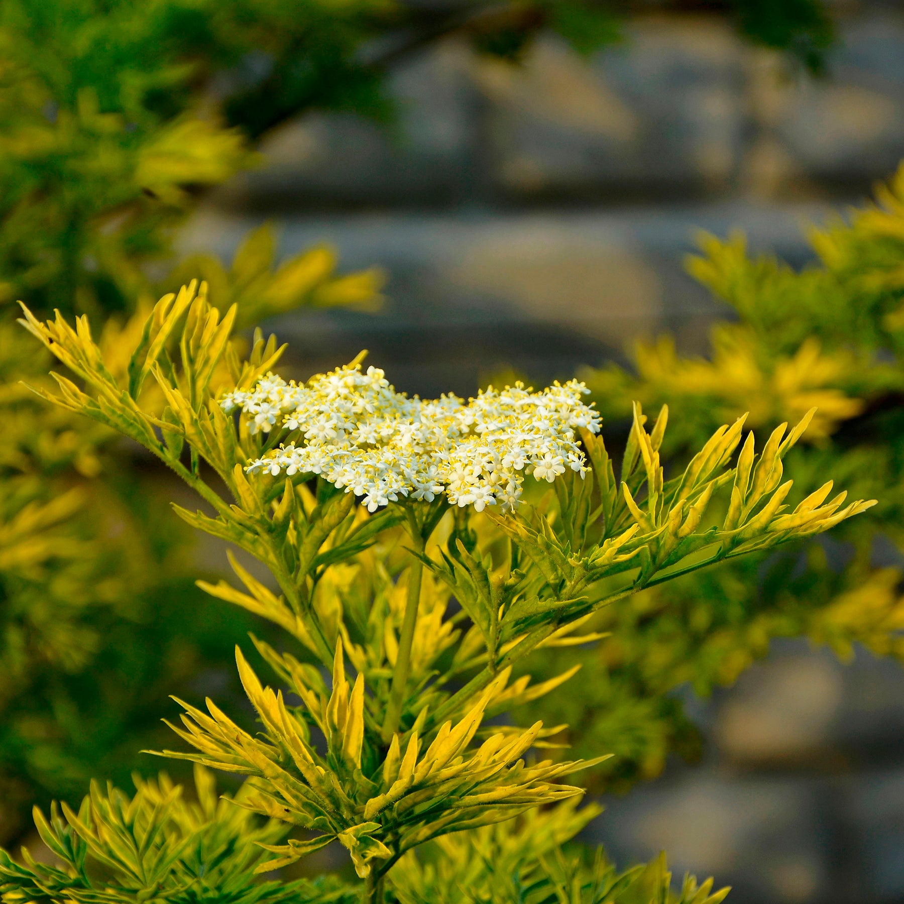 Sambucus nigra Golden Tower - Schwarzer Holunder Golden Tower - Sträucher