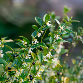 Fleischbeere - Willemse