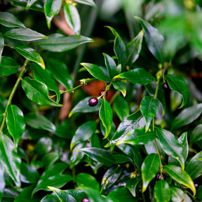 Sarcococca confusa - Fleischbeere - Blühende Sträucher
