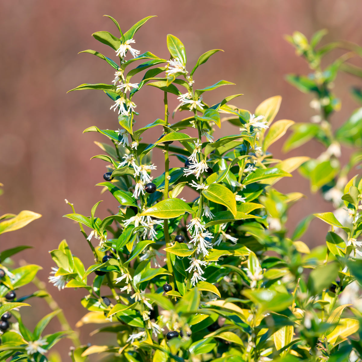 Fleischbeere - Sarcococca confusa - Willemse