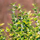 Fleischbeere - Sarcococca confusa - Willemse