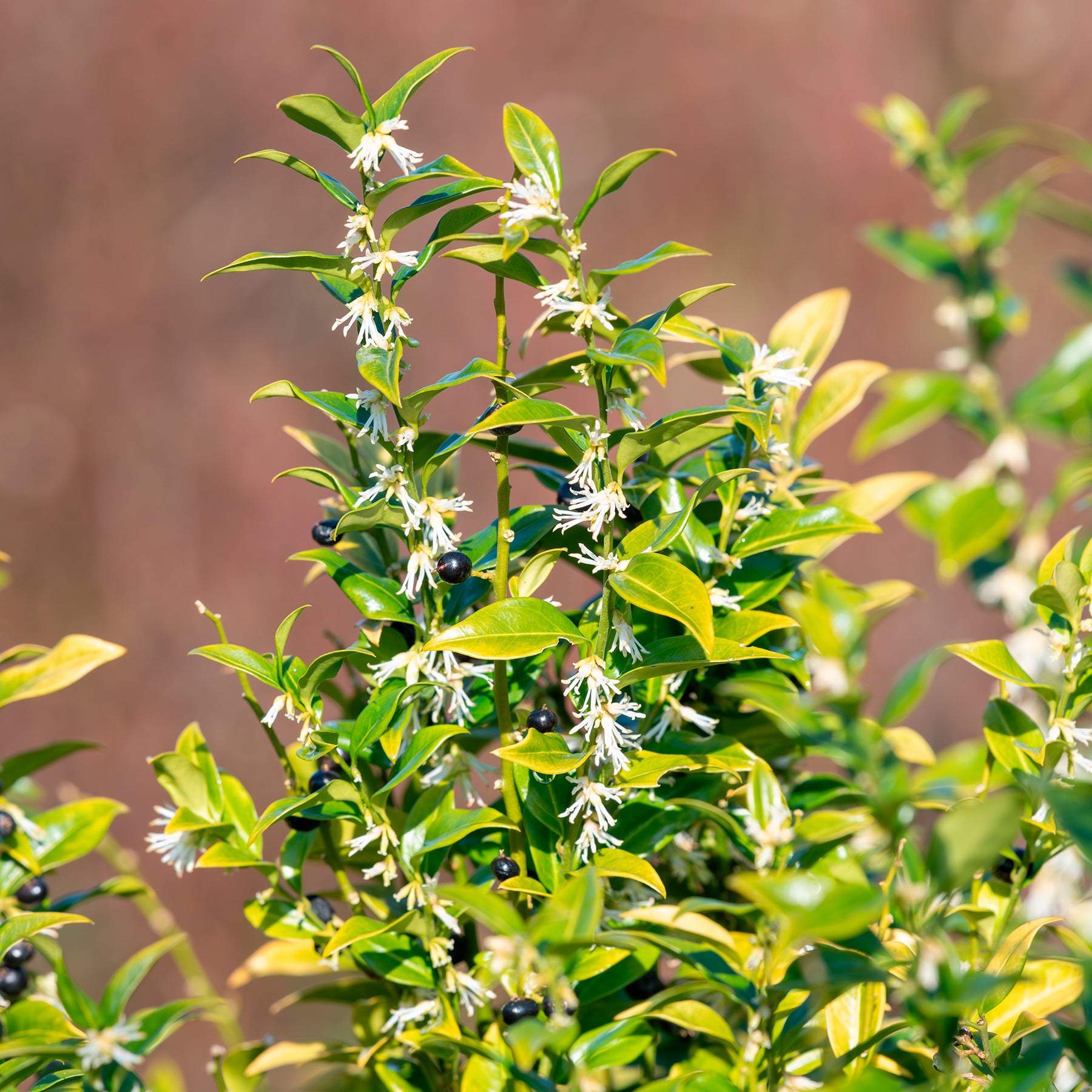 Fleischbeere - Sarcococca confusa - Willemse