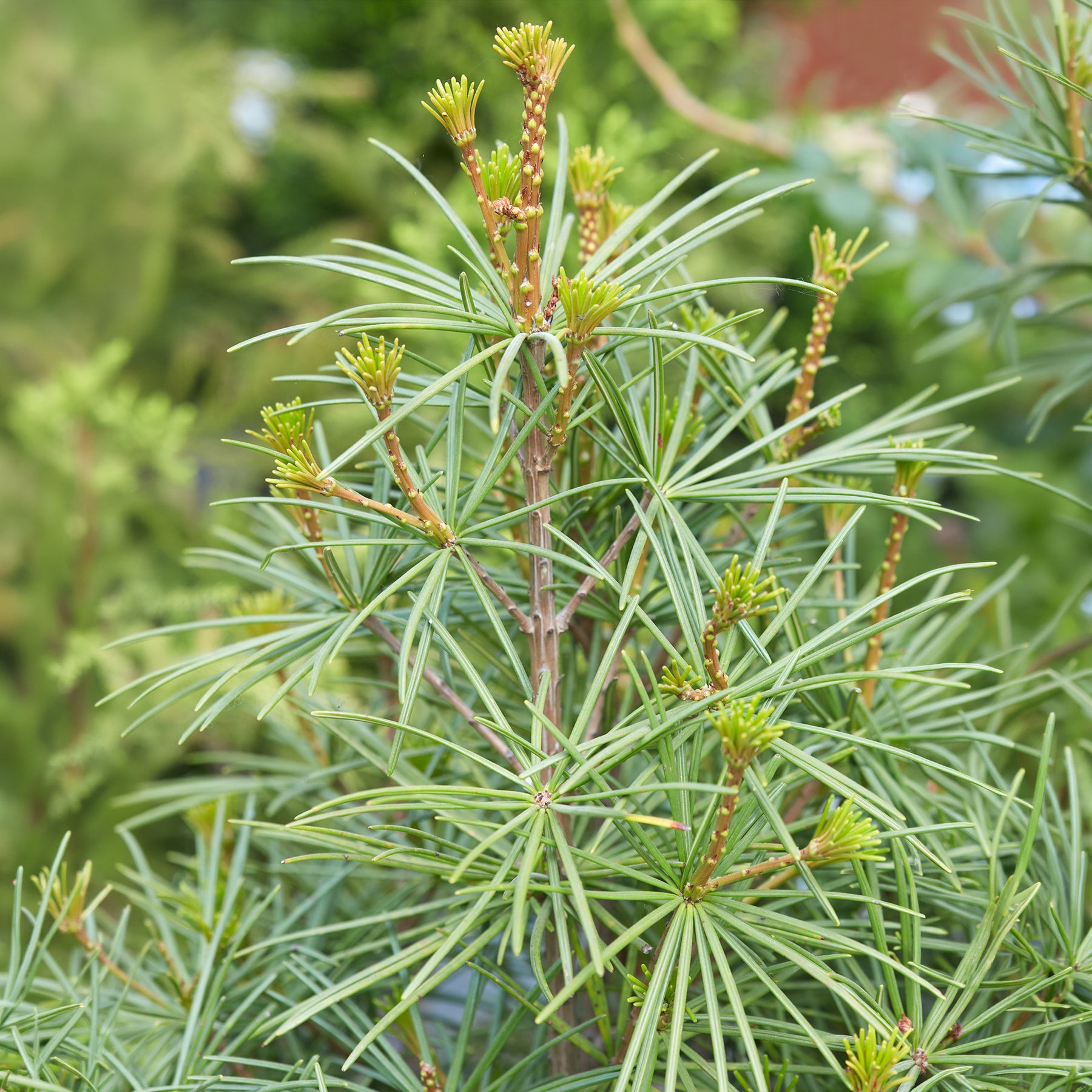 Japanische Schirmtanne - Sciadopitys verticillata - Willemse