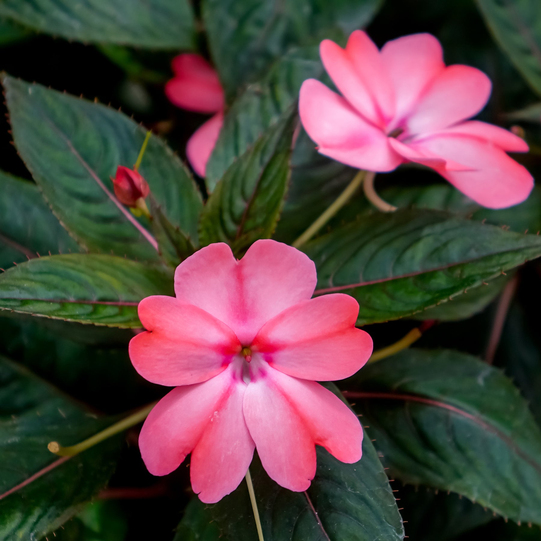 Neu-Guinea-Impatiens - Willemse