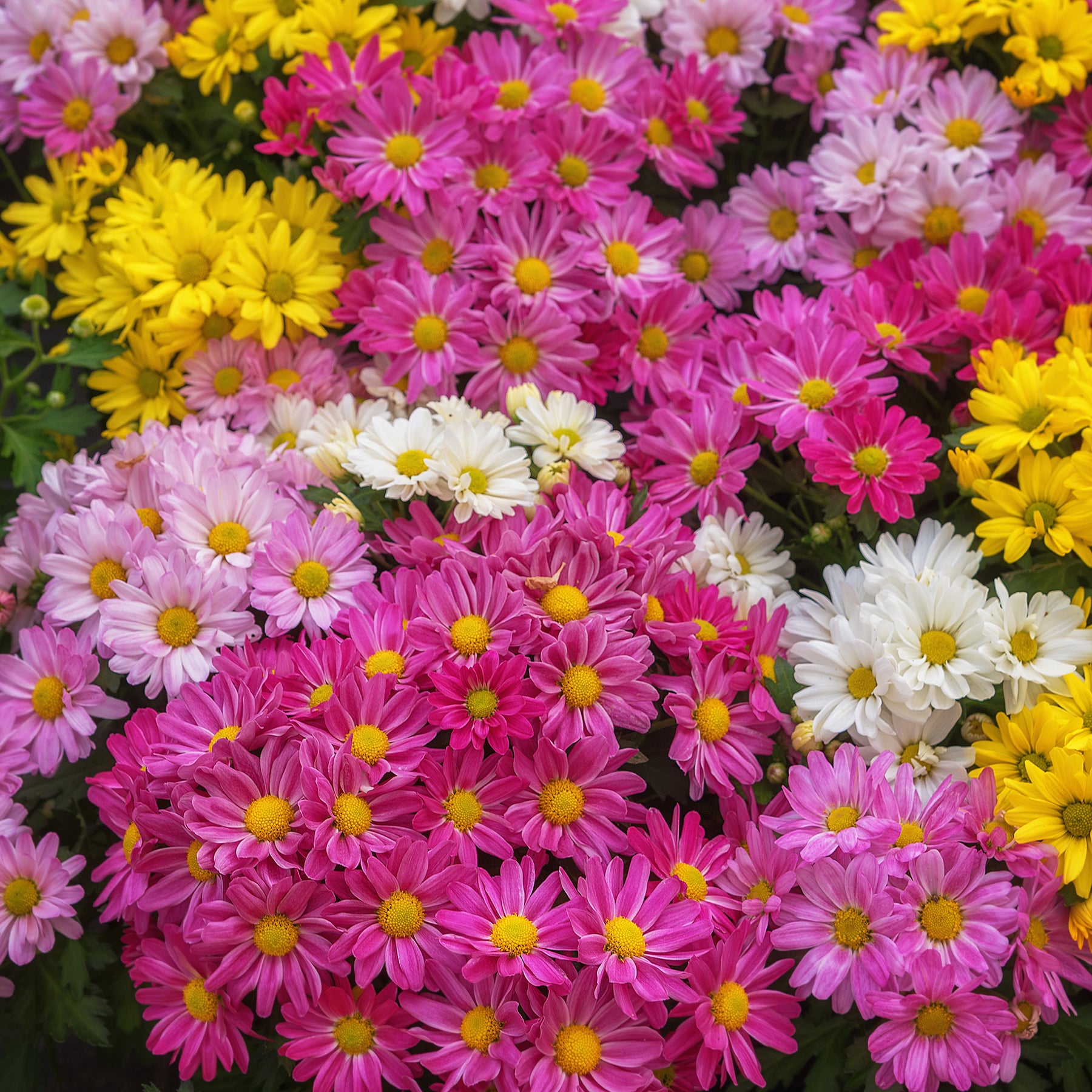 Chrysantheme Carnaval für Herbstblüte im Topf