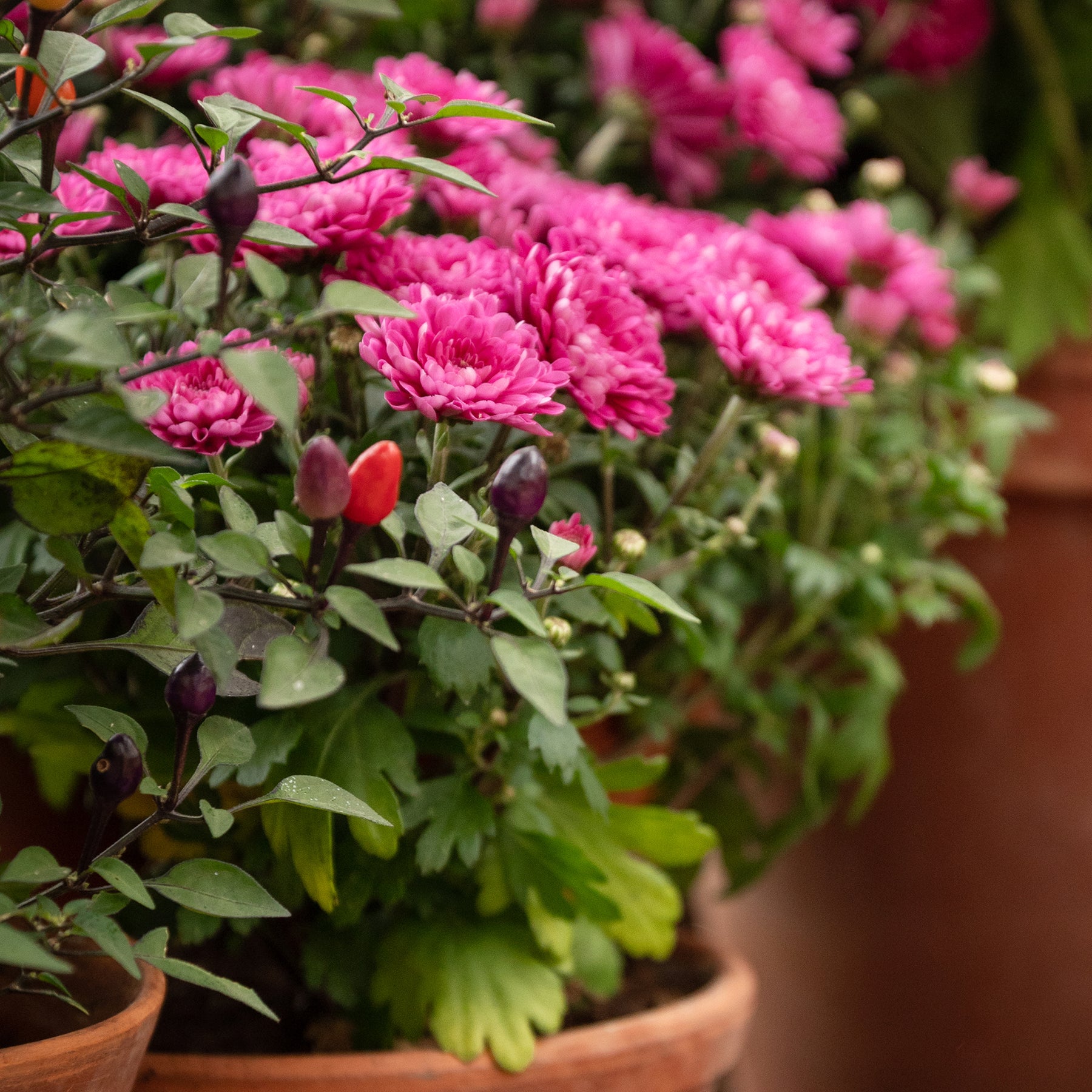 Chrysantheme Fuchsia für Topf und Herbstbeet