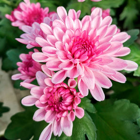 Chrysantheme Rosa