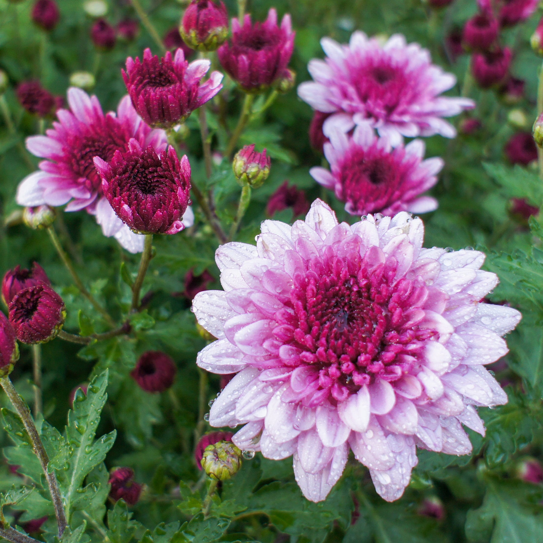 Chrysantheme Rosa