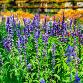 Salvia farinacea - Mehlsalbei - Blumen für Terrasse und Balkon