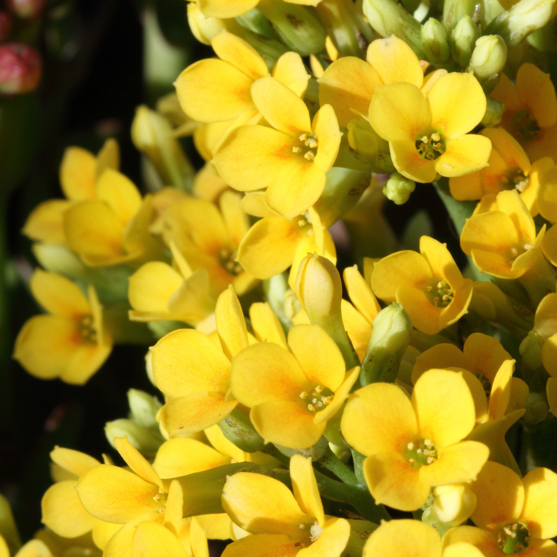 Kalanchoe Gelb - Willemse