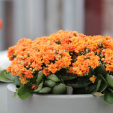 Kalanchoe Orange - Kalanchoe blossfeldiana - Willemse