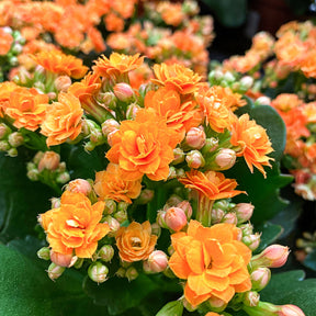 Kalanchoe Orange - Willemse