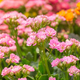 Kalanchoe Rosa - Willemse