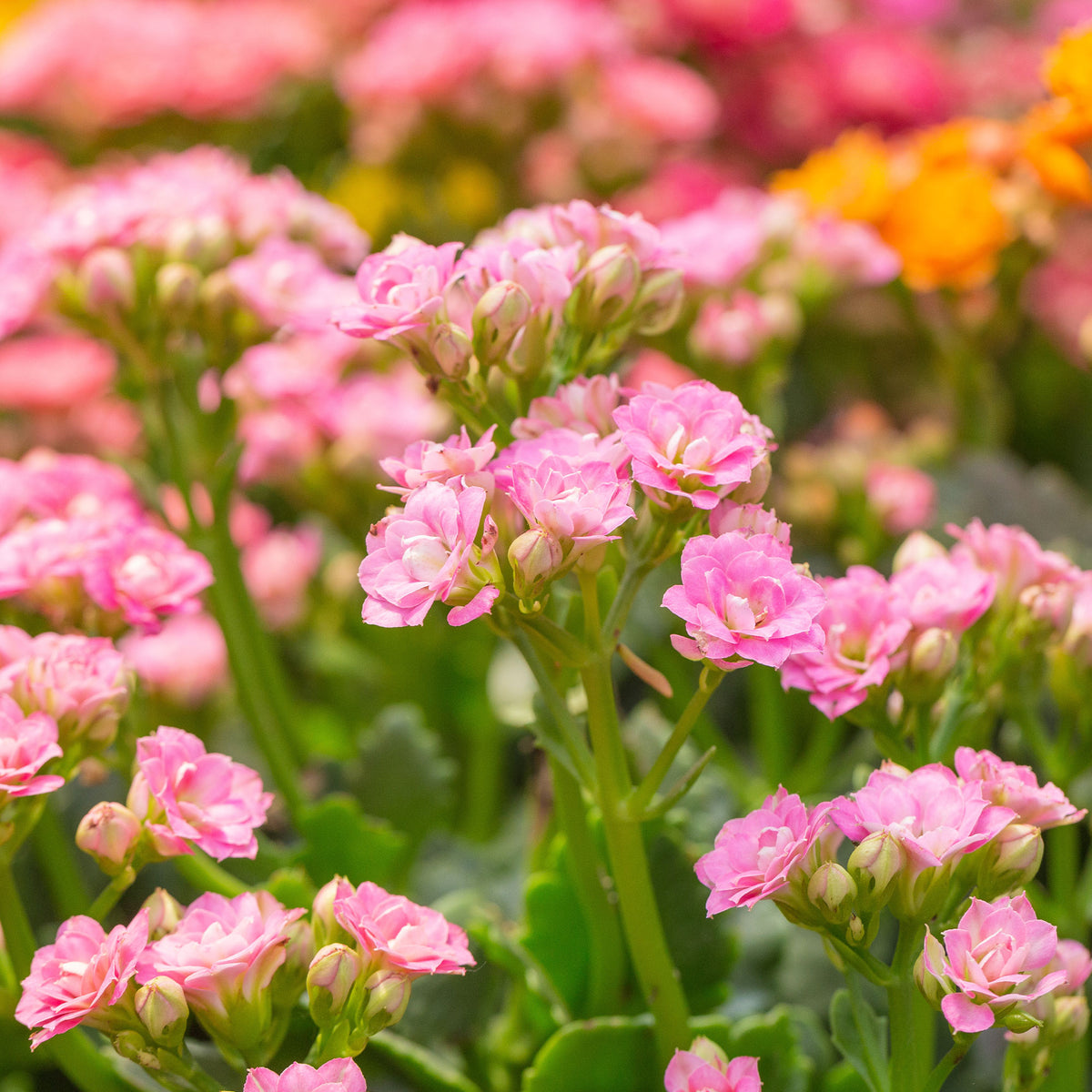 Kalanchoe Rosa