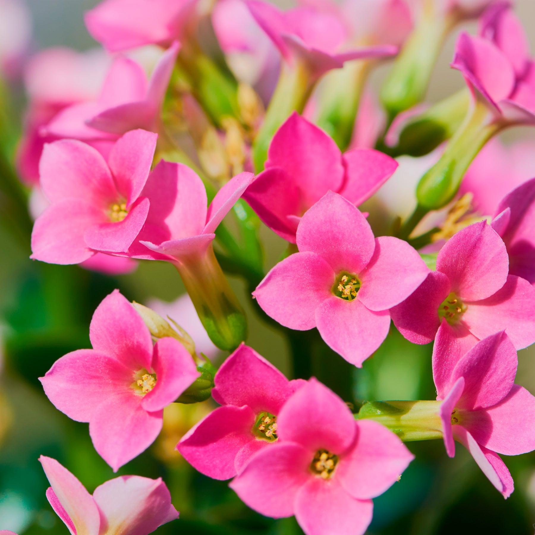 Kalanchoe Rosa - Kalanchoe blossfeldiana - Willemse