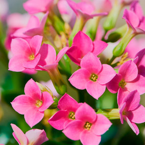 Kalanchoe Rosa - Kalanchoe blossfeldiana - Willemse