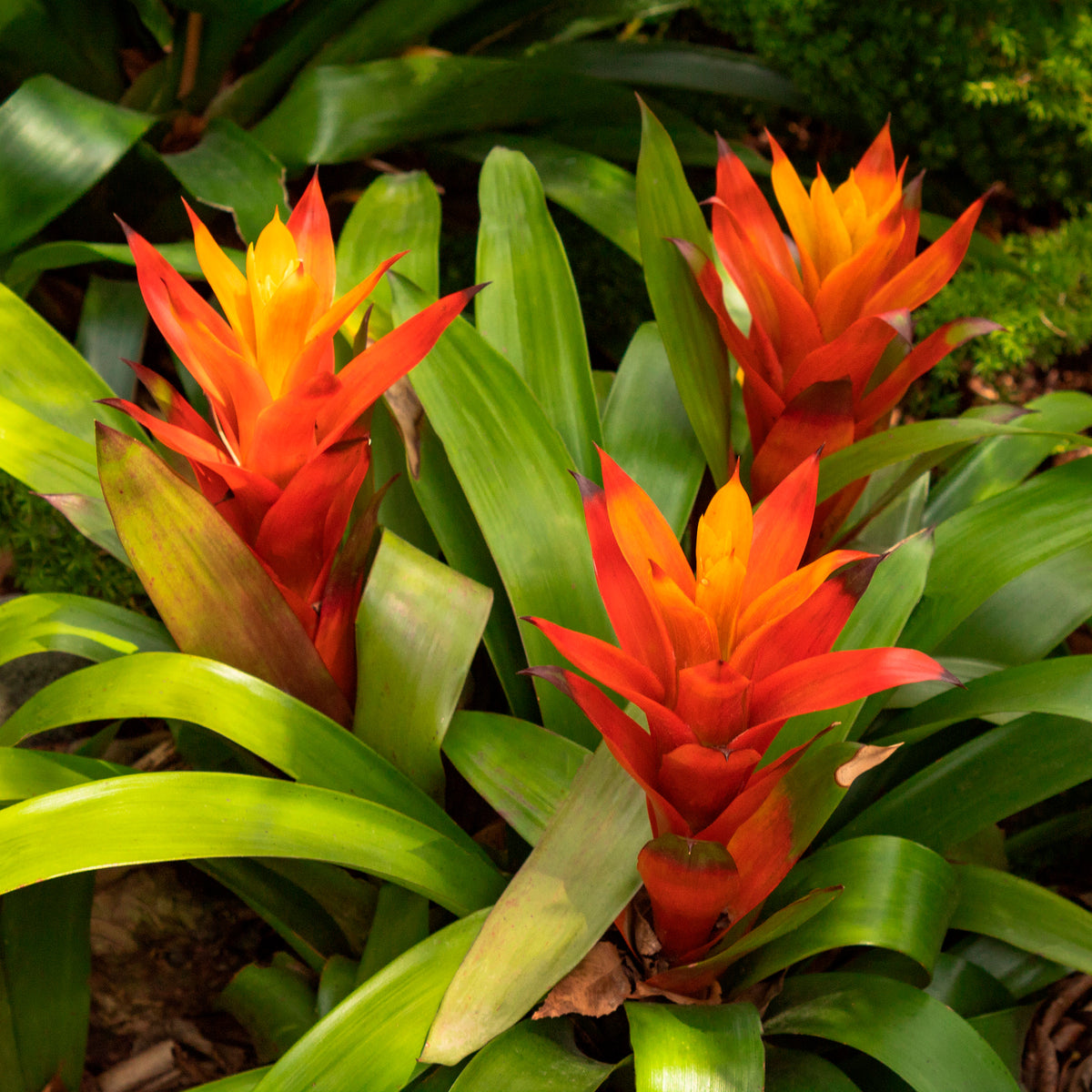 Bromelie Orange - Willemse