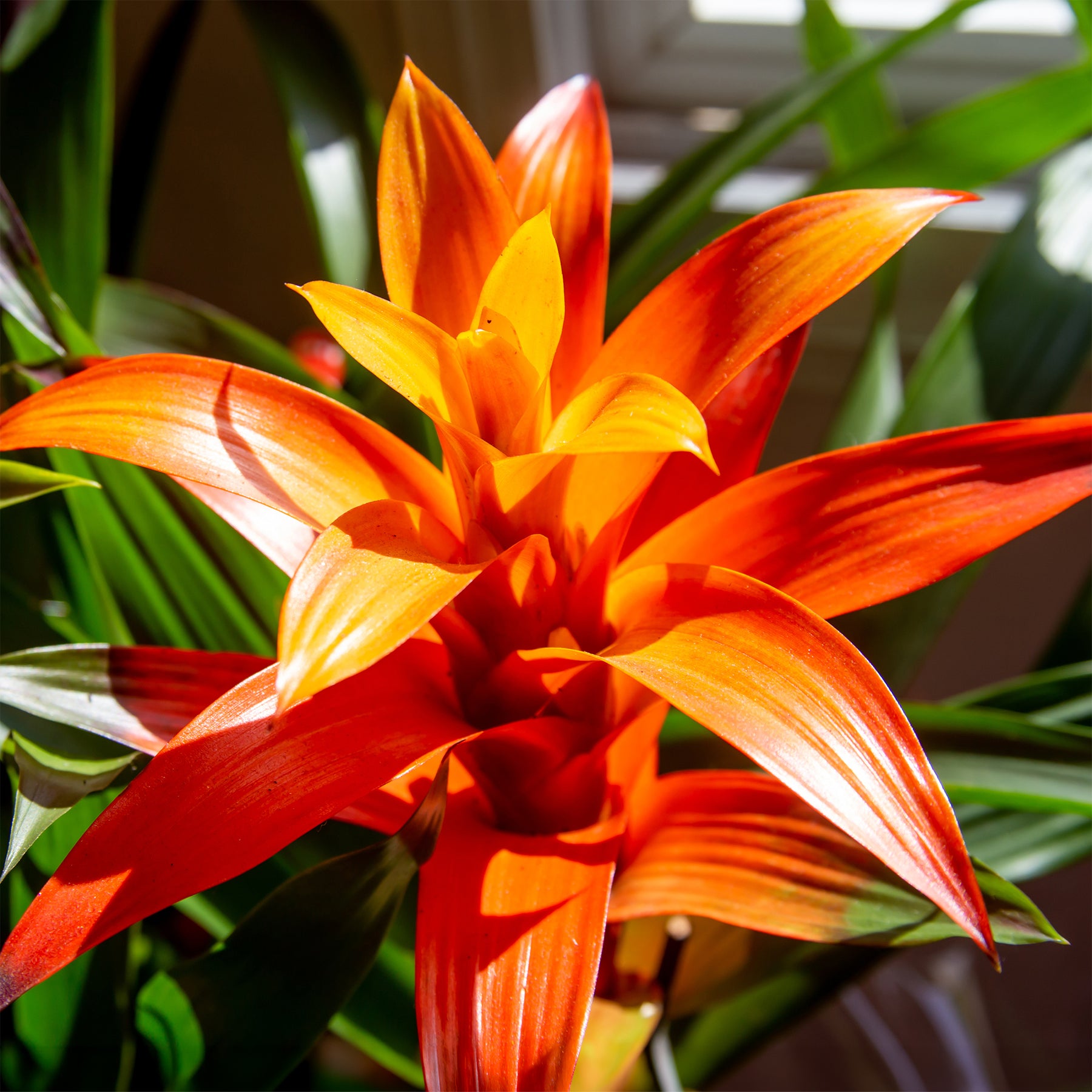 Bromelie Orange - Bromeliaceae - Willemse