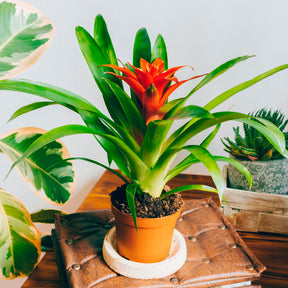 Bromelie Orange - Bromeliaceae - Willemse