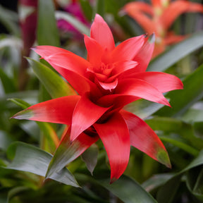 Bromeliaceae - Bromelie Rot - Blumen für Terrasse und Balkon