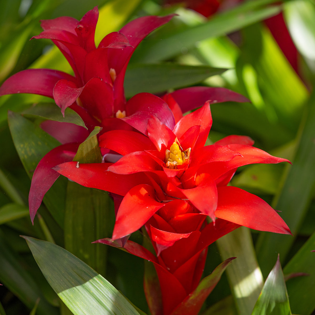 Bromelie Rot - Bromeliaceae - Willemse
