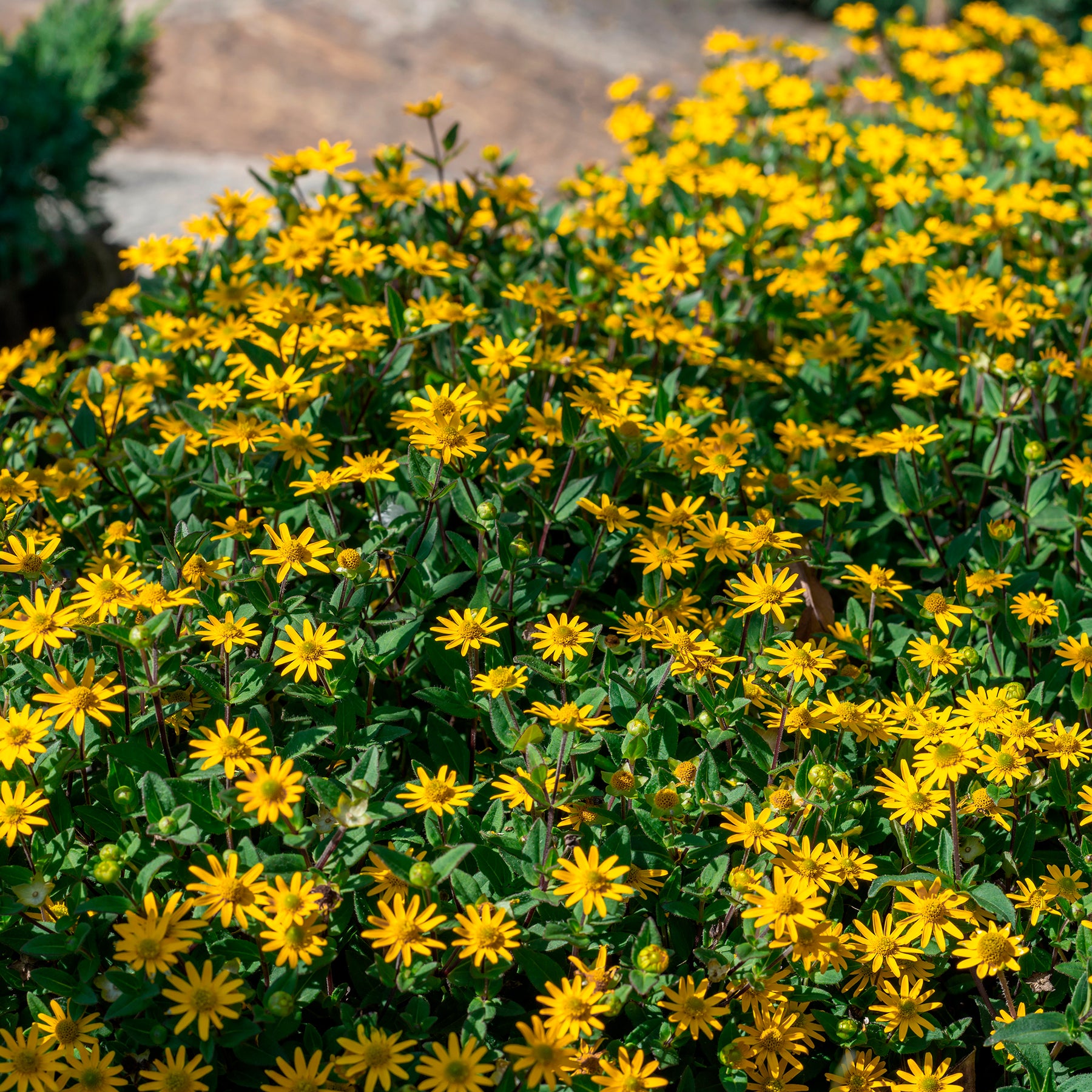 Husarenknöpfchen - Sanvitalia procumbens - Willemse