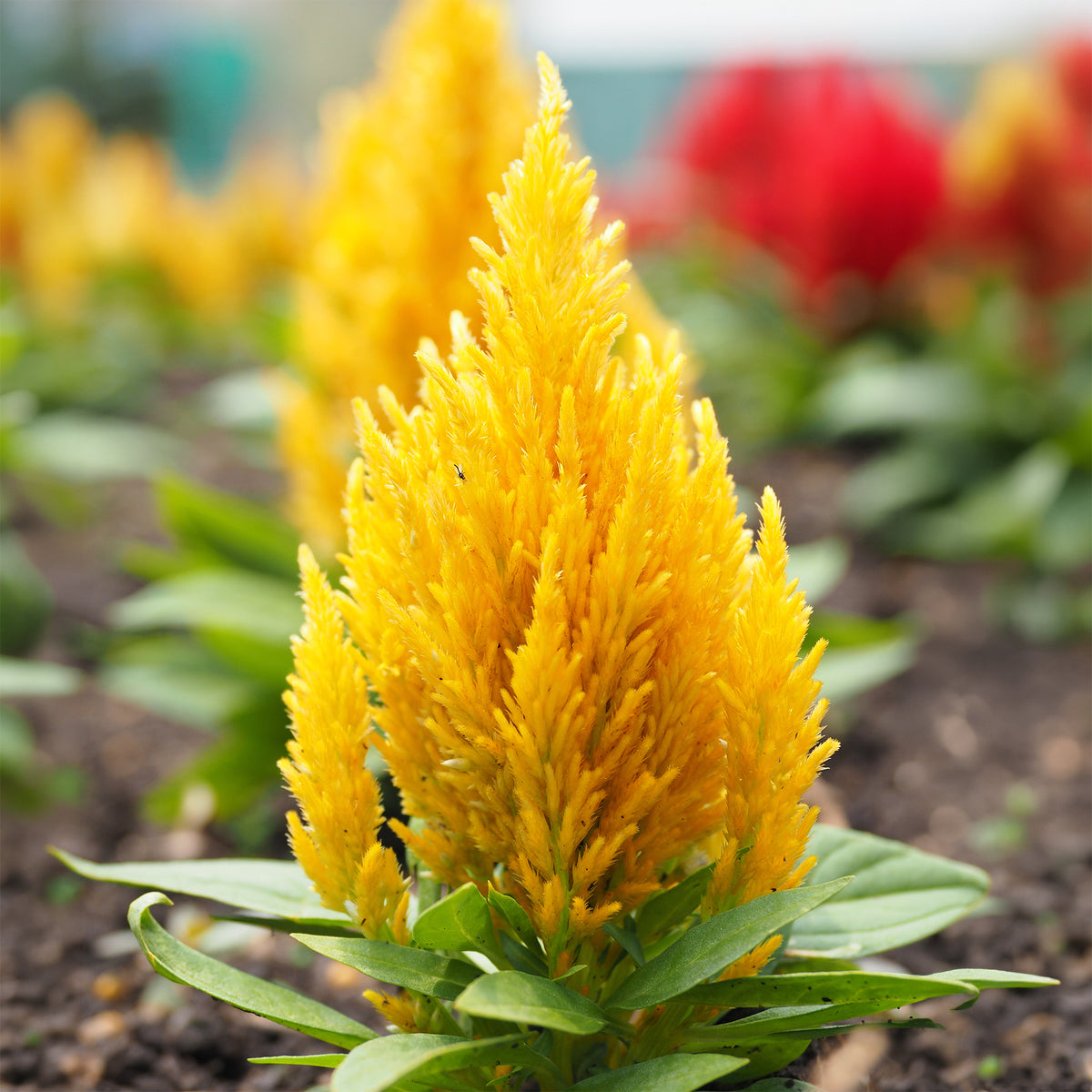 Celosie Gelb - Celosia argentea - Willemse