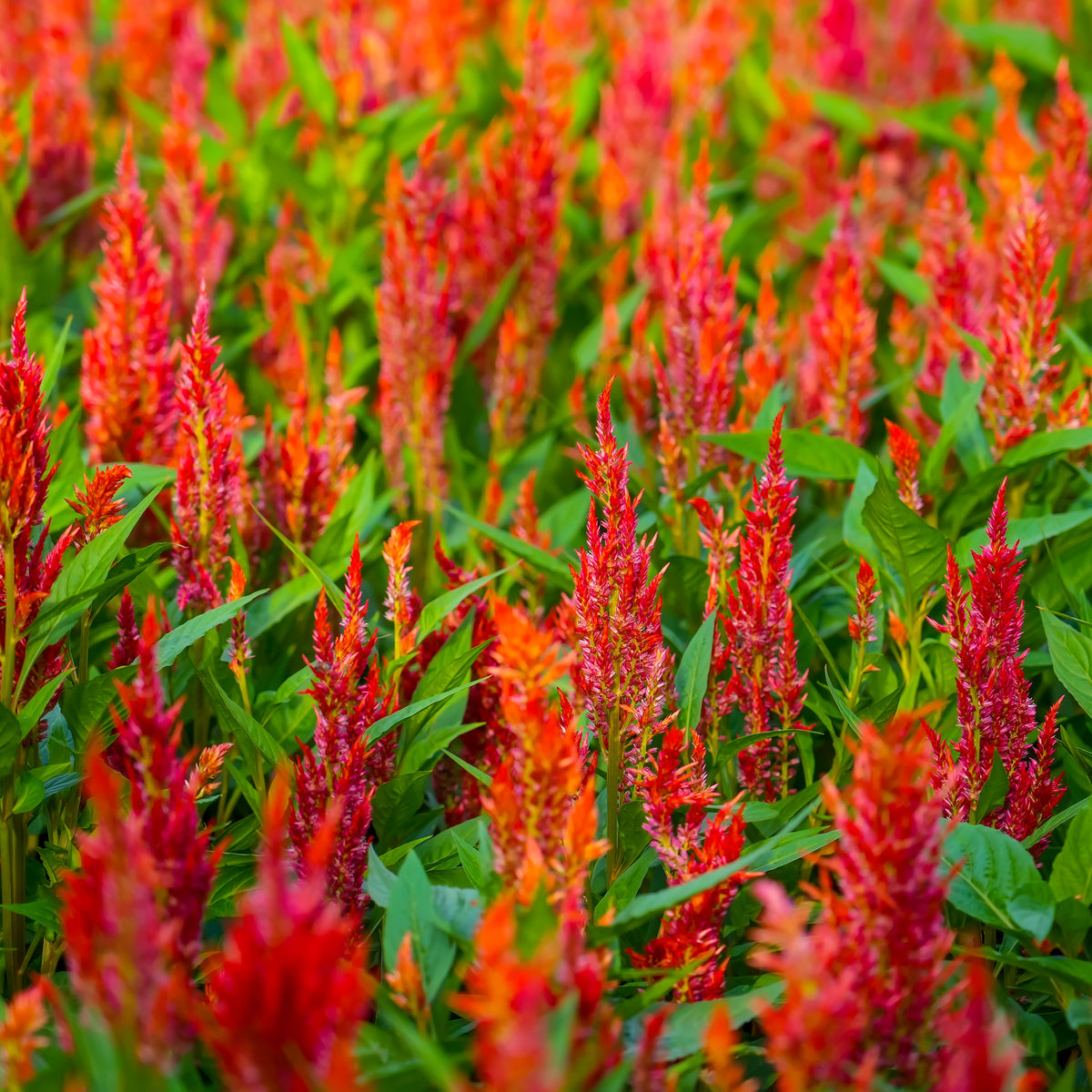 Celosie Orange - Celosia argentea - Willemse