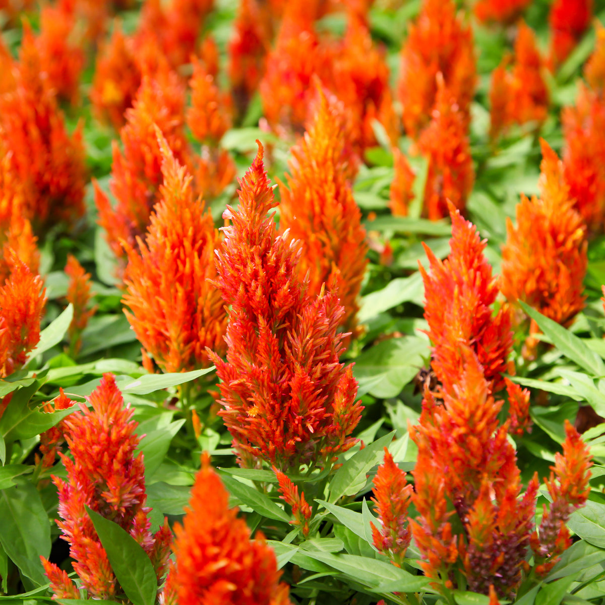 Celosie Orange - Willemse