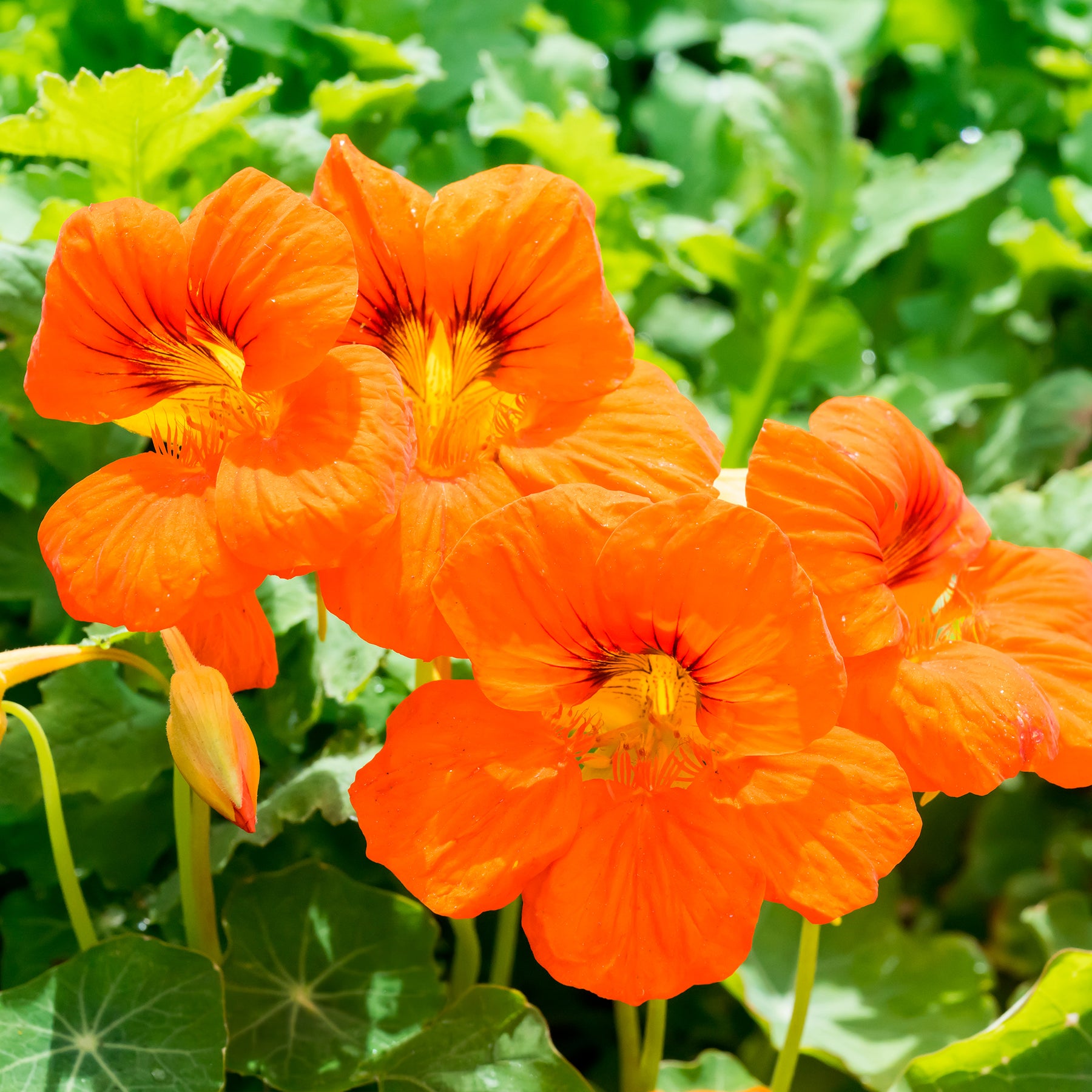 Orange Kapuzinerkresse - Willemse