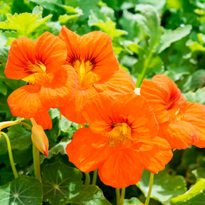 Orange Kapuzinerkresse - Willemse