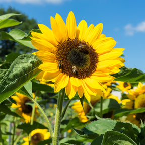 Sonnenblume - Helianthus annuus - Willemse