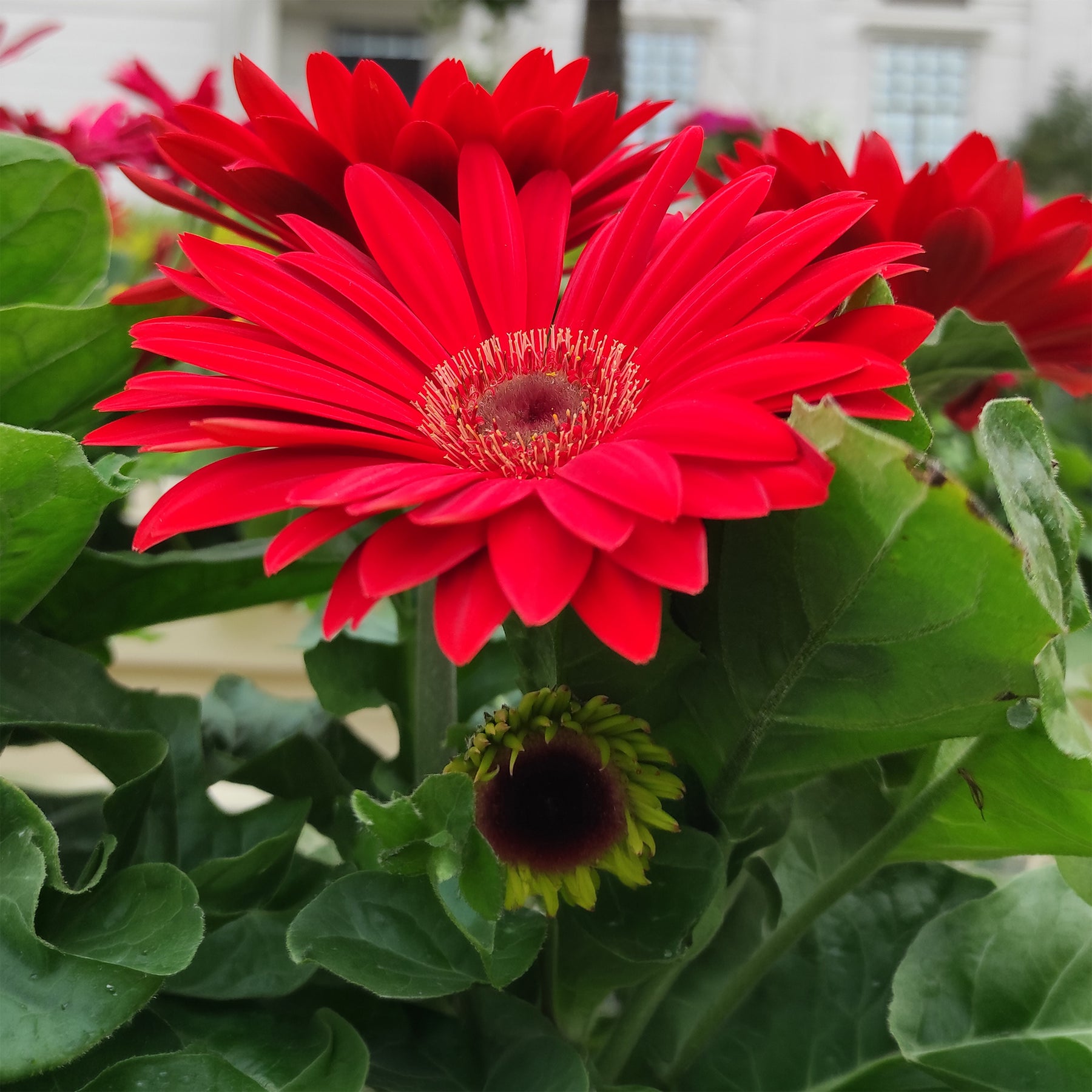 Gerbera Rot - Willemse