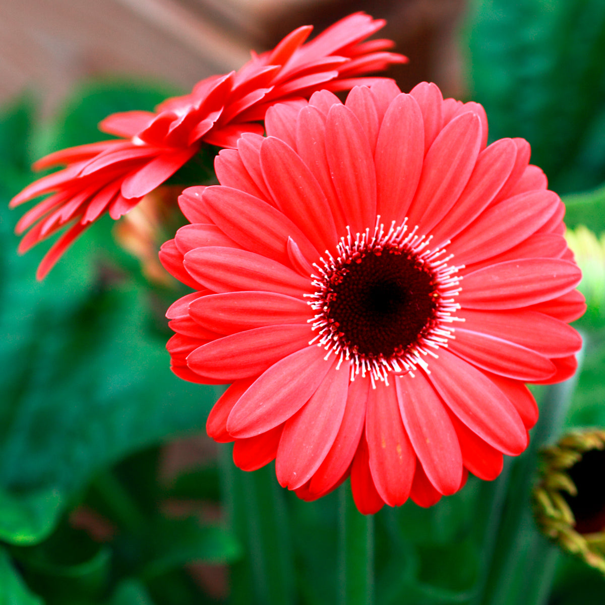 Gerbera Rot - Gerbera jamesonii - Willemse