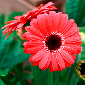 Gerbera Rot - Gerbera jamesonii - Willemse