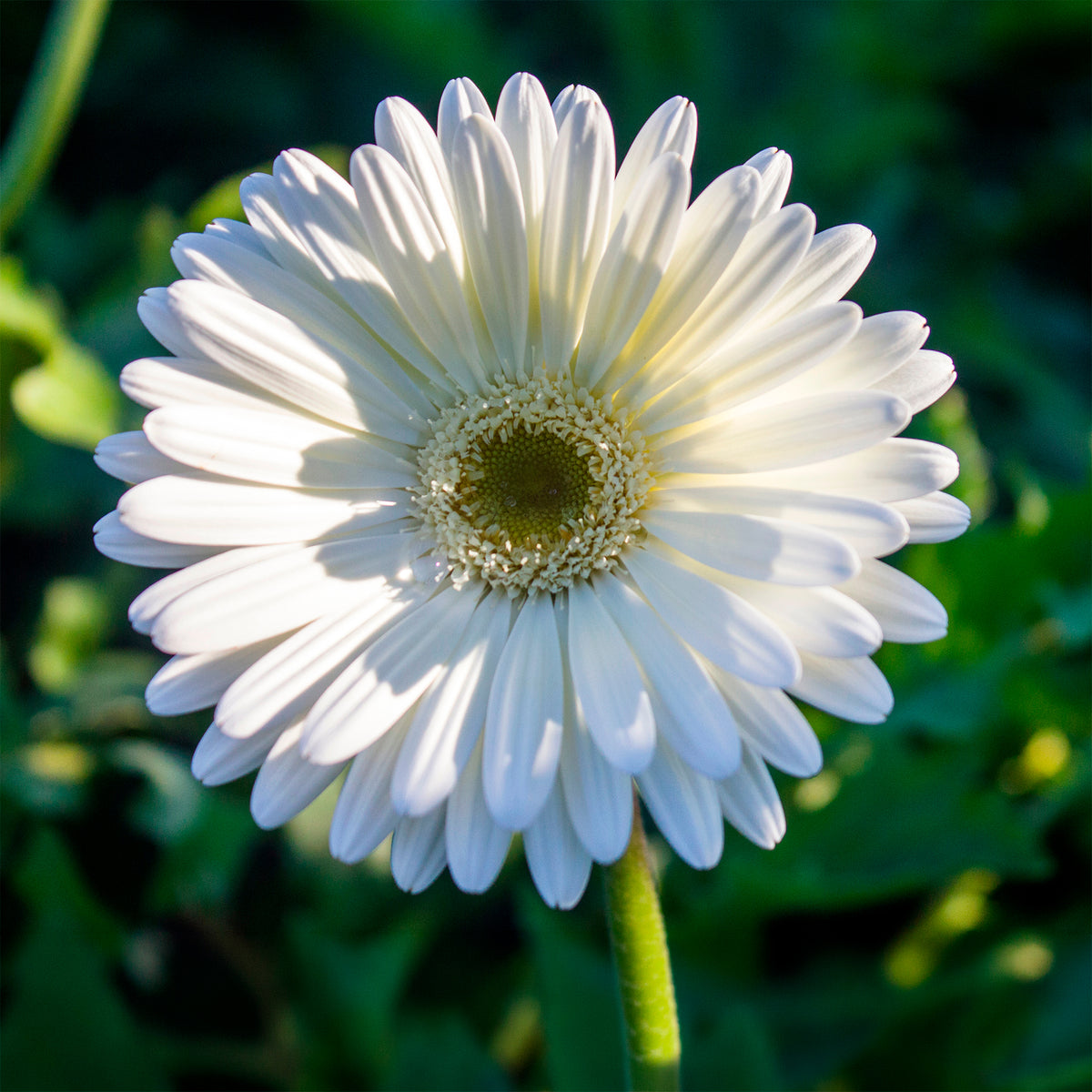 Gerbera Weiß - Willemse