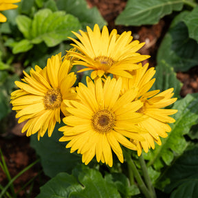 Gerbera Gelb - Willemse